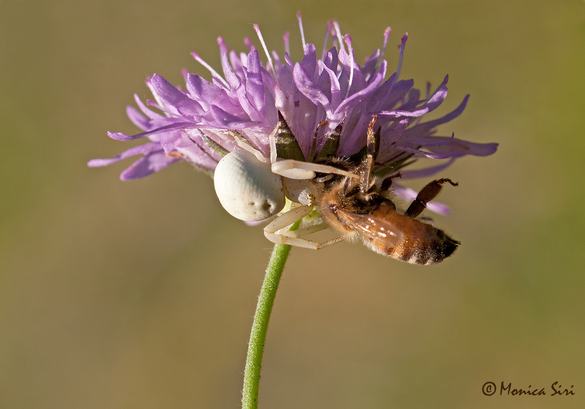 Spider and Bee
