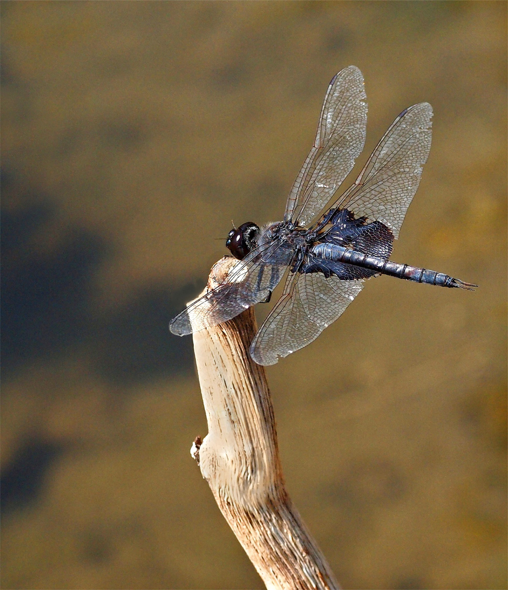 Saddlebags Dragonfly