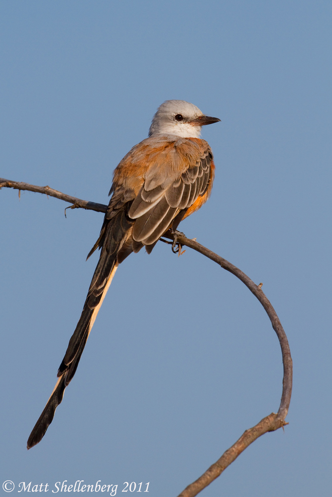 Male Scissor-tailed