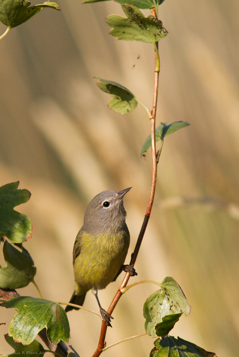 Orange Crowned Warbler