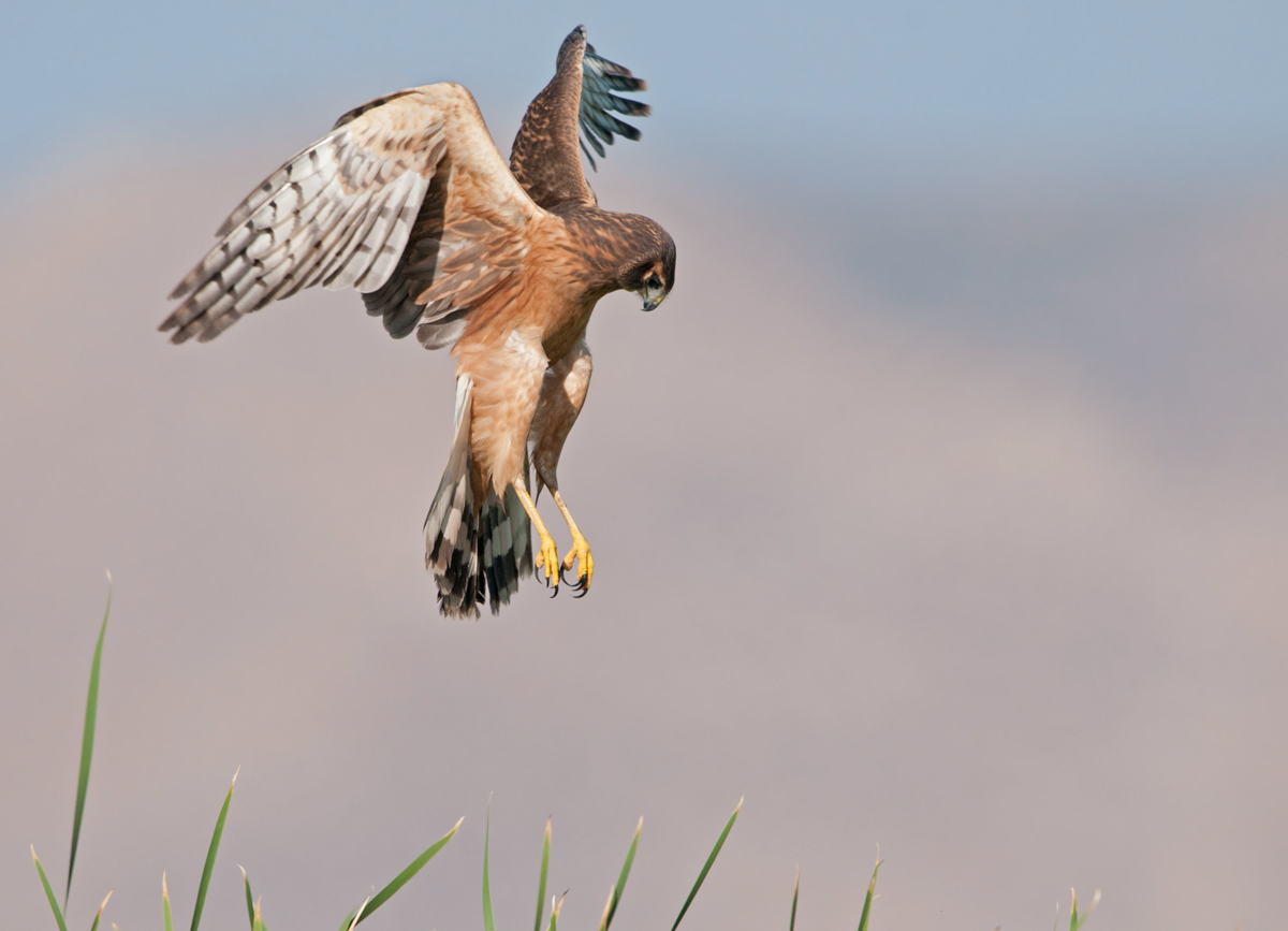 Juv. Female Harrier