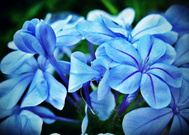 Dreamy Blue Flowers