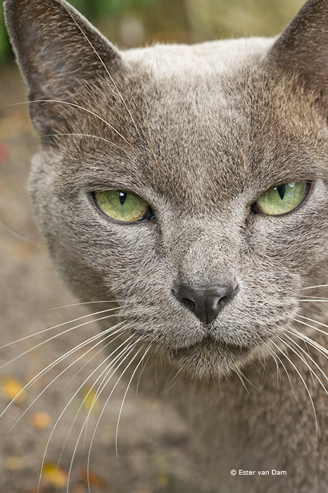 Russian Blue 