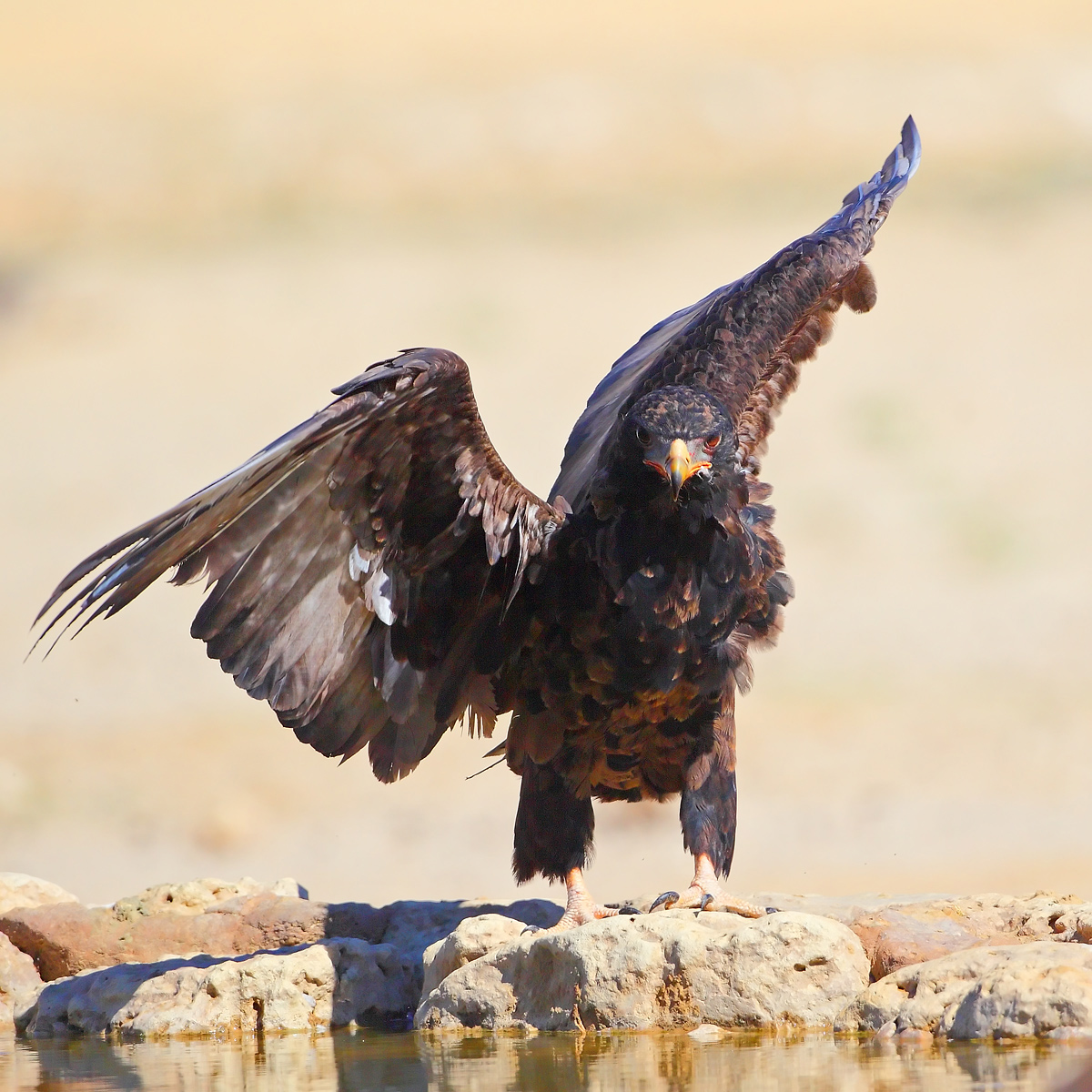 Bateleur