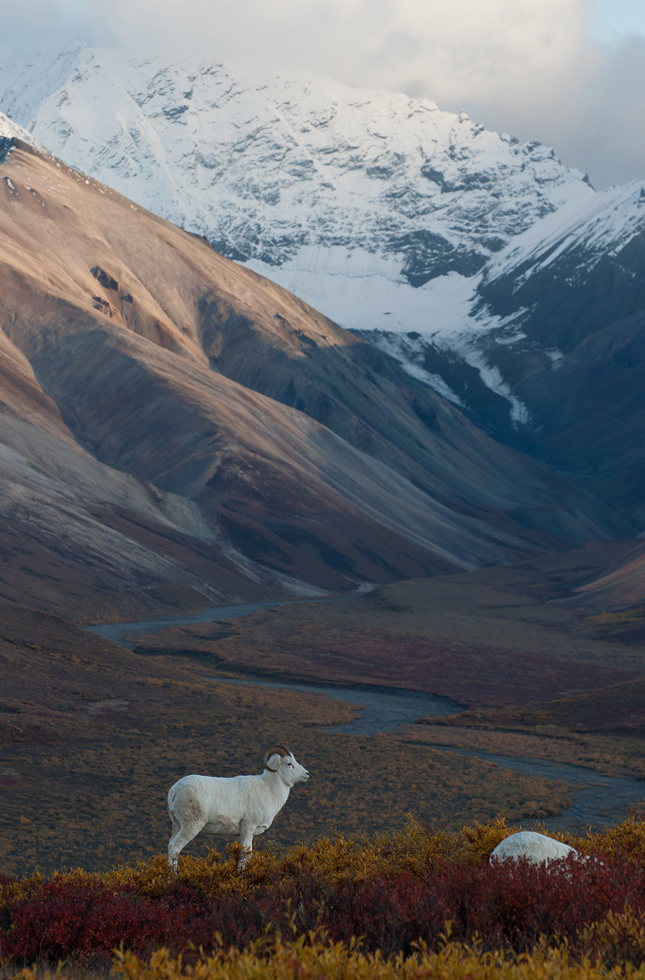 Dall Sheep