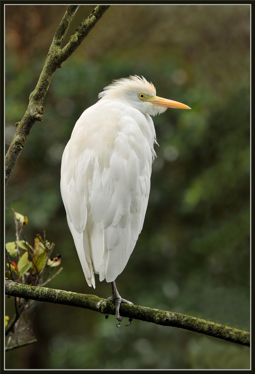 Cattle Egret
