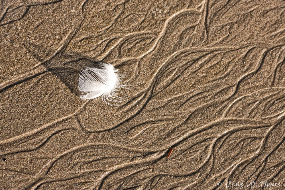 Sunset Feather