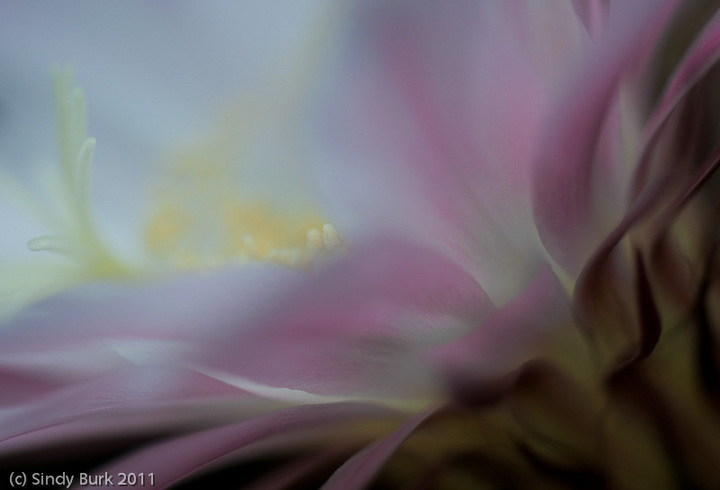 soft centre