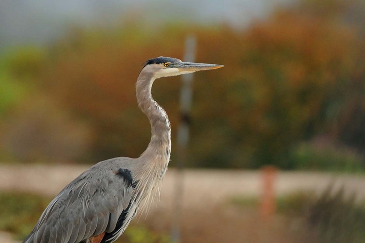 Great Blue Heron