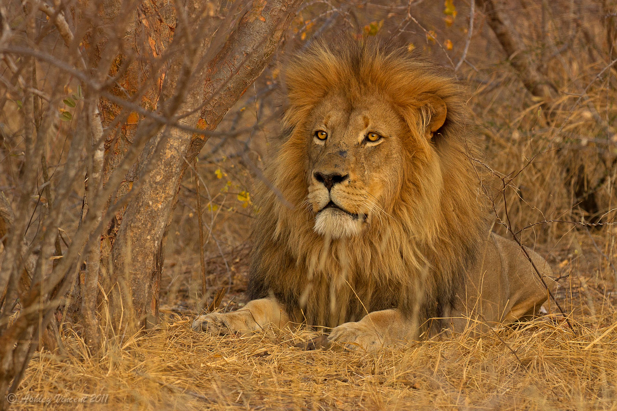 Golden Mane