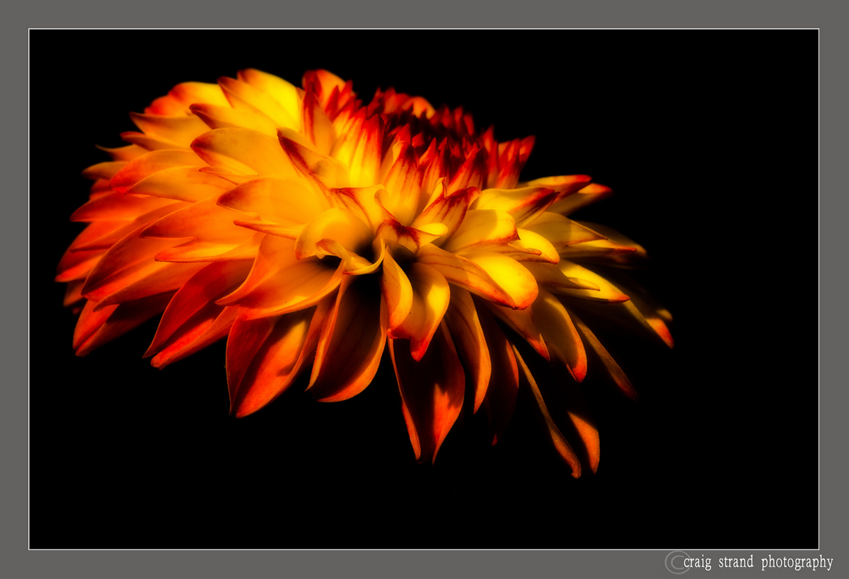 Dahlia facing a new day