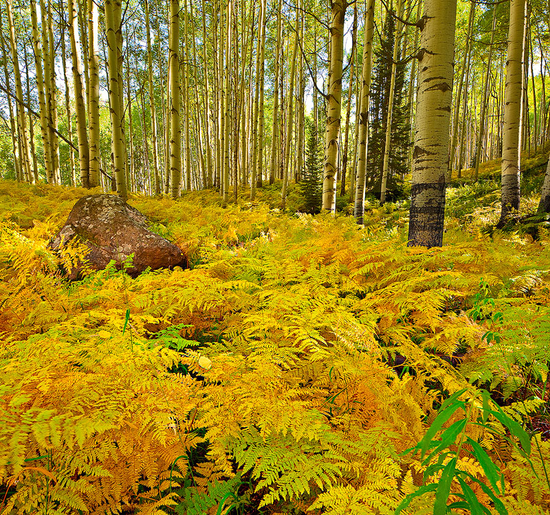 Ferntastic! +green to black