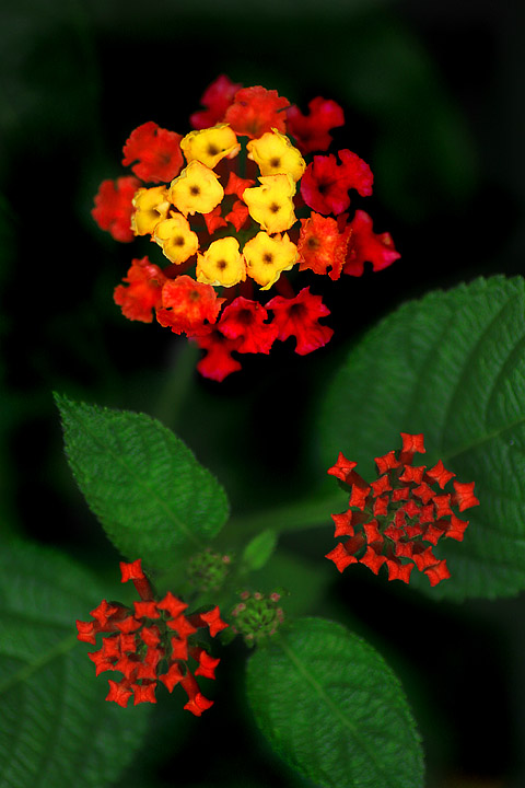 Annual beauty