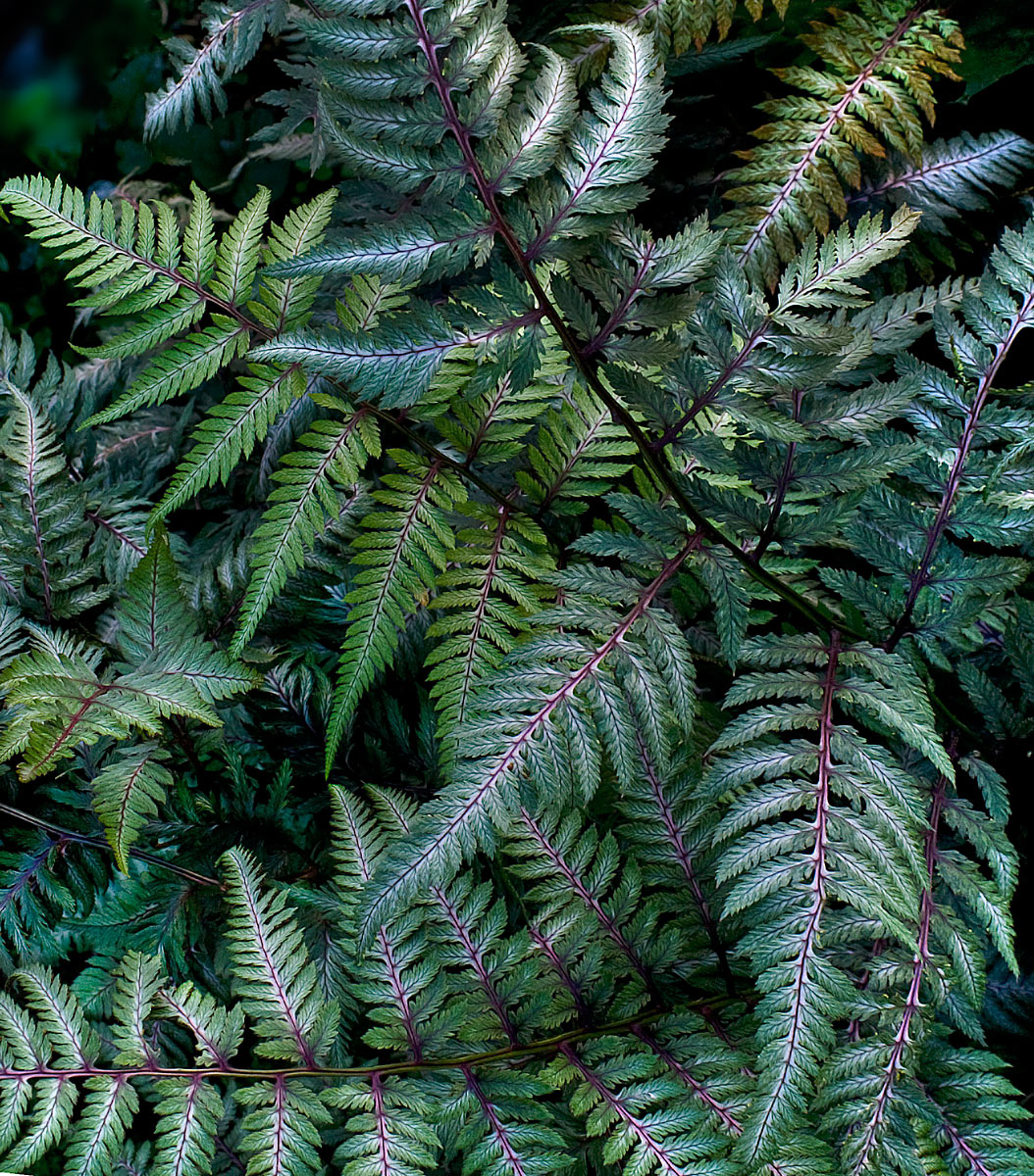 Fern