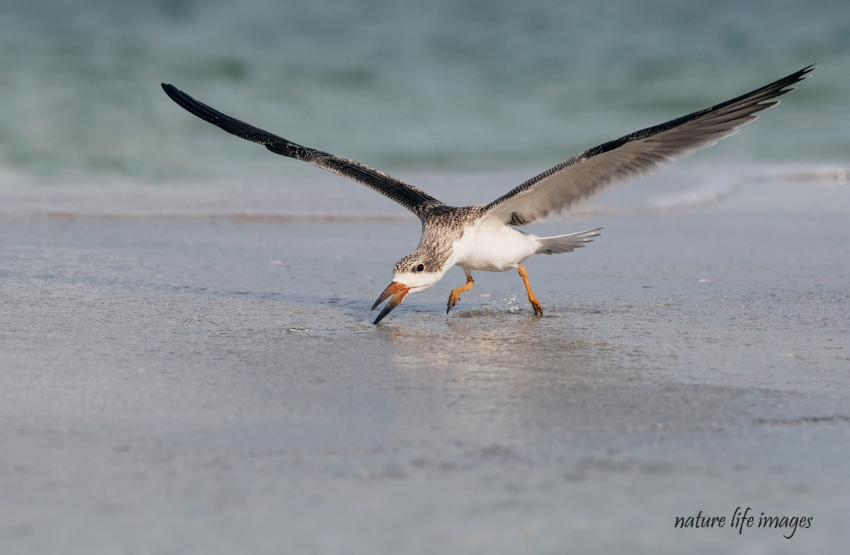 Skimming Skimmer W/repost