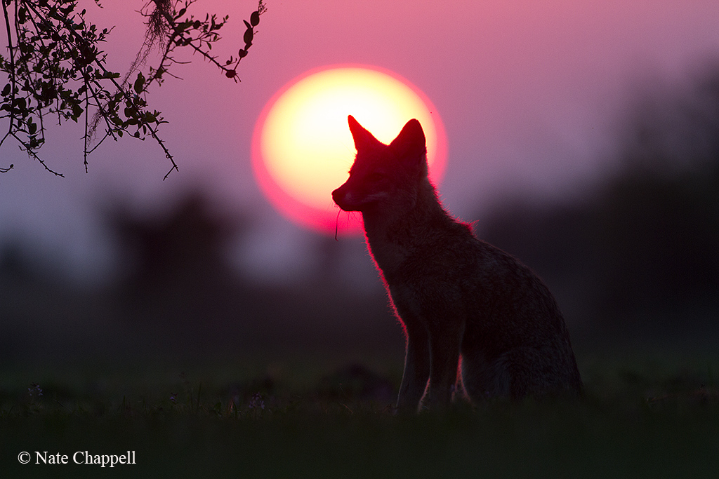 Fox and the Setting Sun