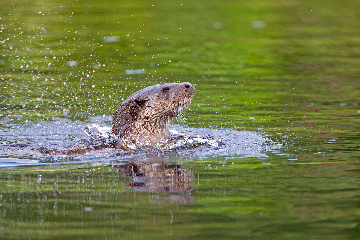 Otter Rising.