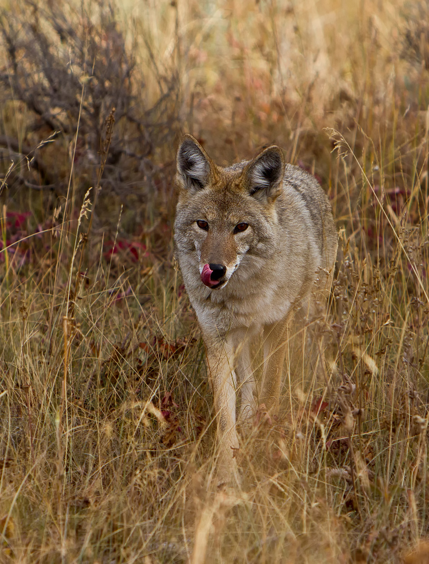 Coyote After Dinner