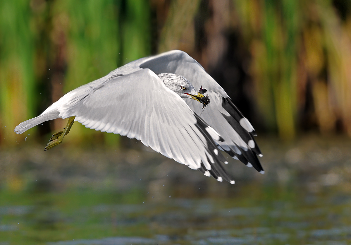 Juv. Gull with Bullhead