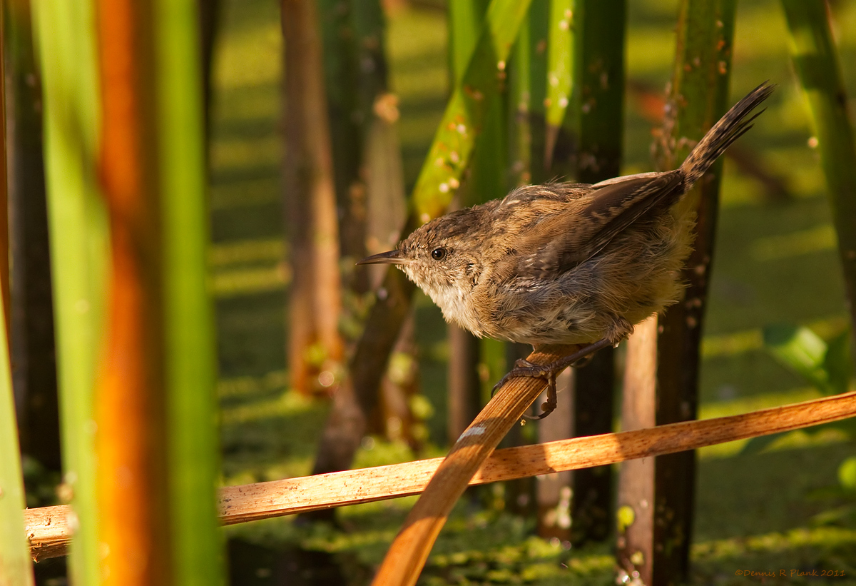Marsh Wren