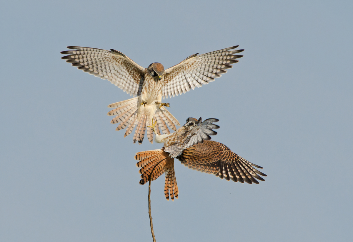 Twin Kestrels