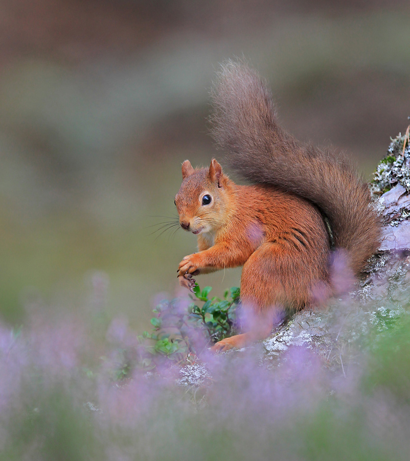 Squirrel in purple mush!