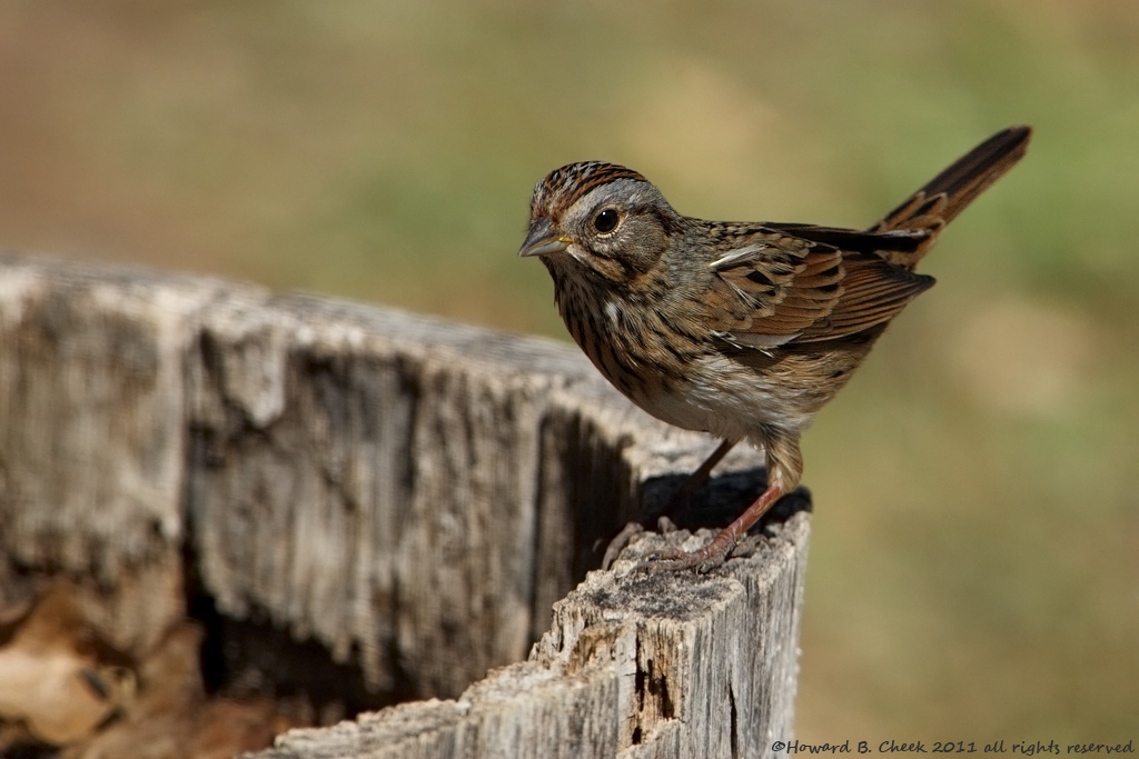 Lincoln's Sparrow