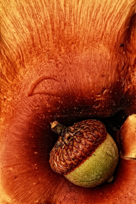 The acorn and mushroom 