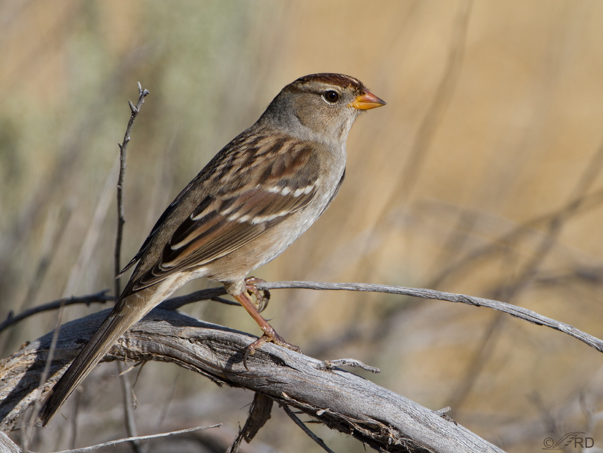 White-crowned Sparrow