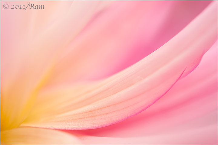Dahlia Abstract