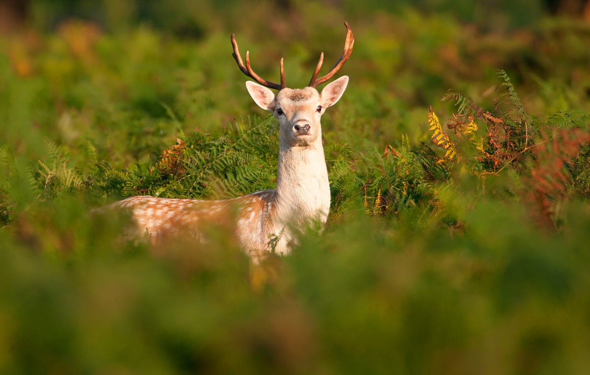 Fallow Deer
