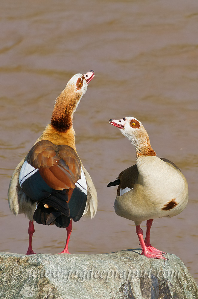 Egyptian Geese calling