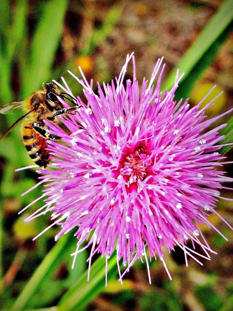 Glowing Thistle