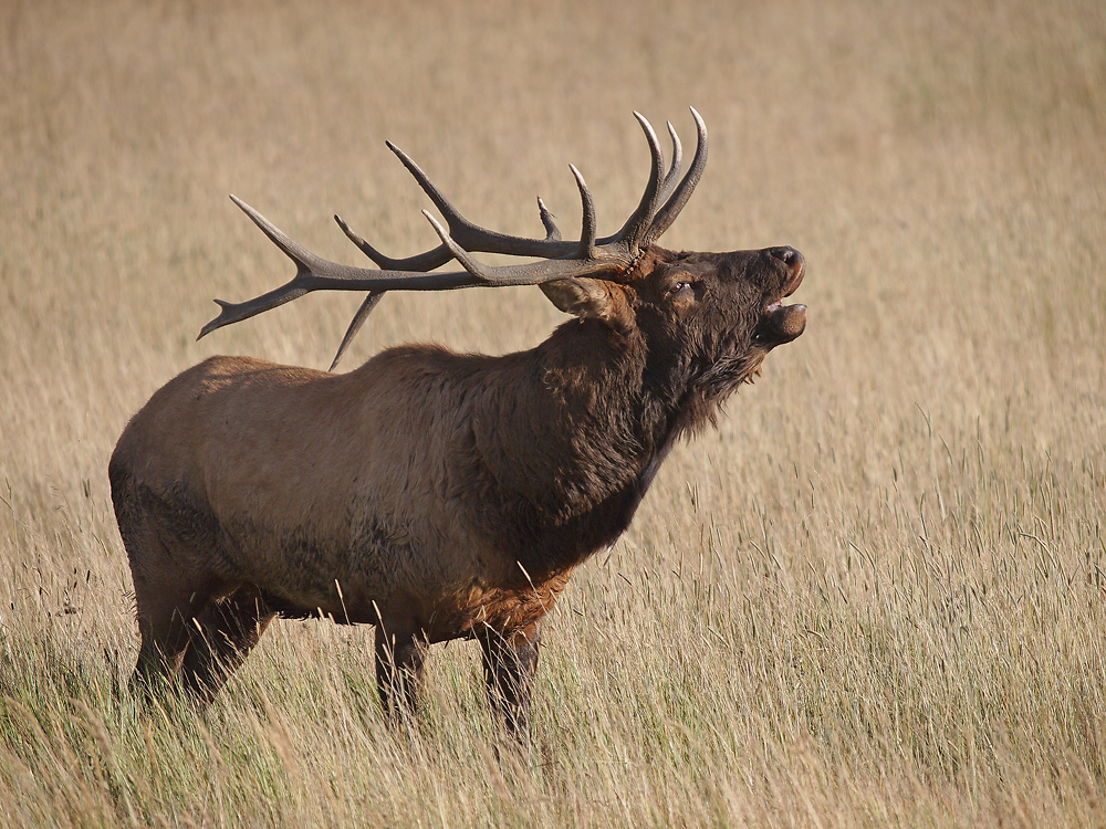 Moraine Park Bull Elk