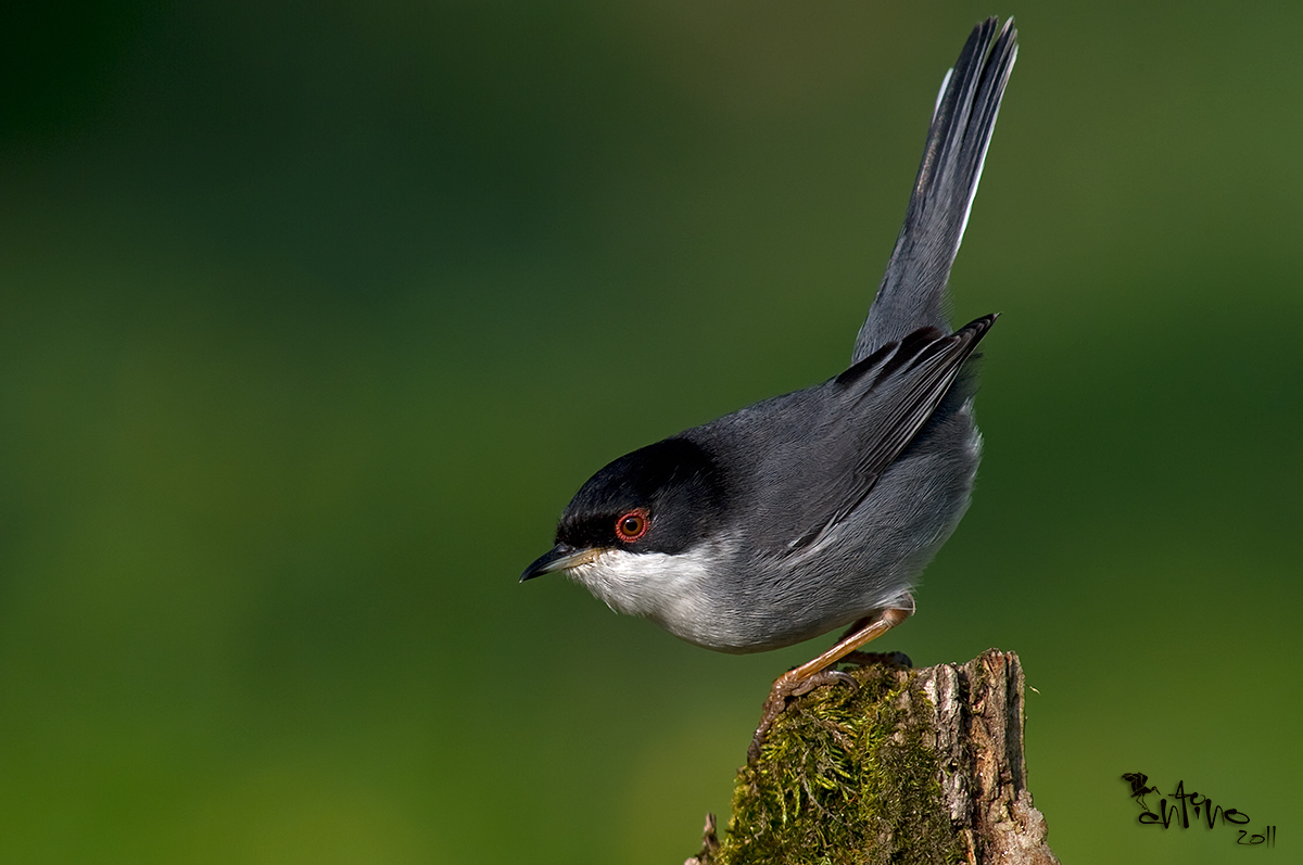 Sardinian Warbler