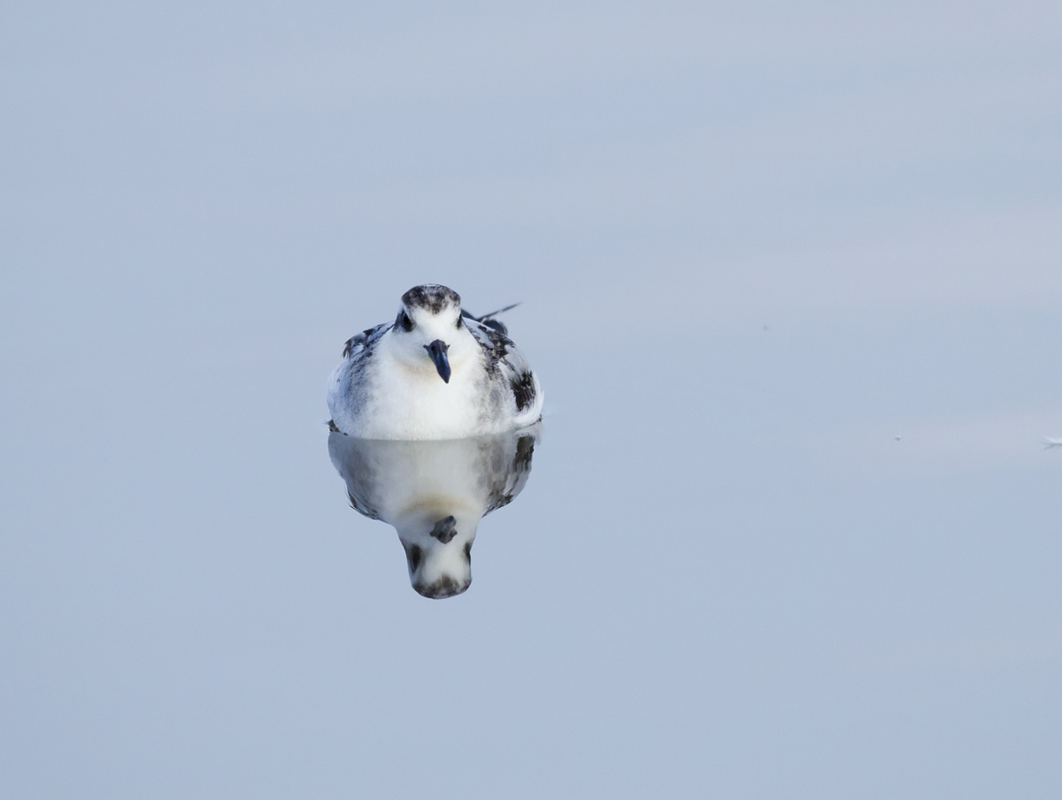 Grey Phalarope