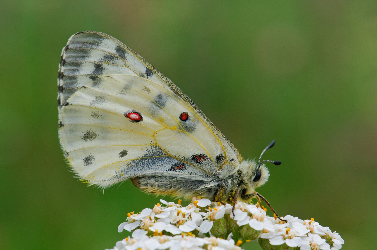 butterfly 2