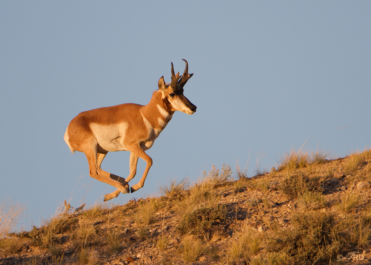 Pronghorn lll