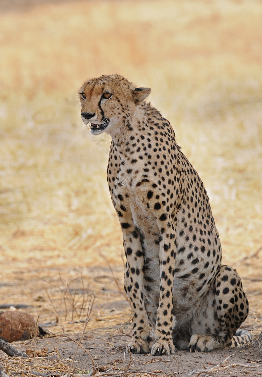 Cheetah