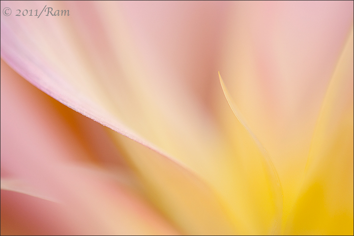Dahlia Abstract 2