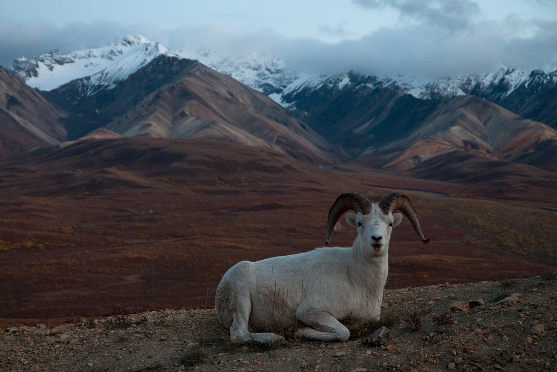 Sheep at Ease