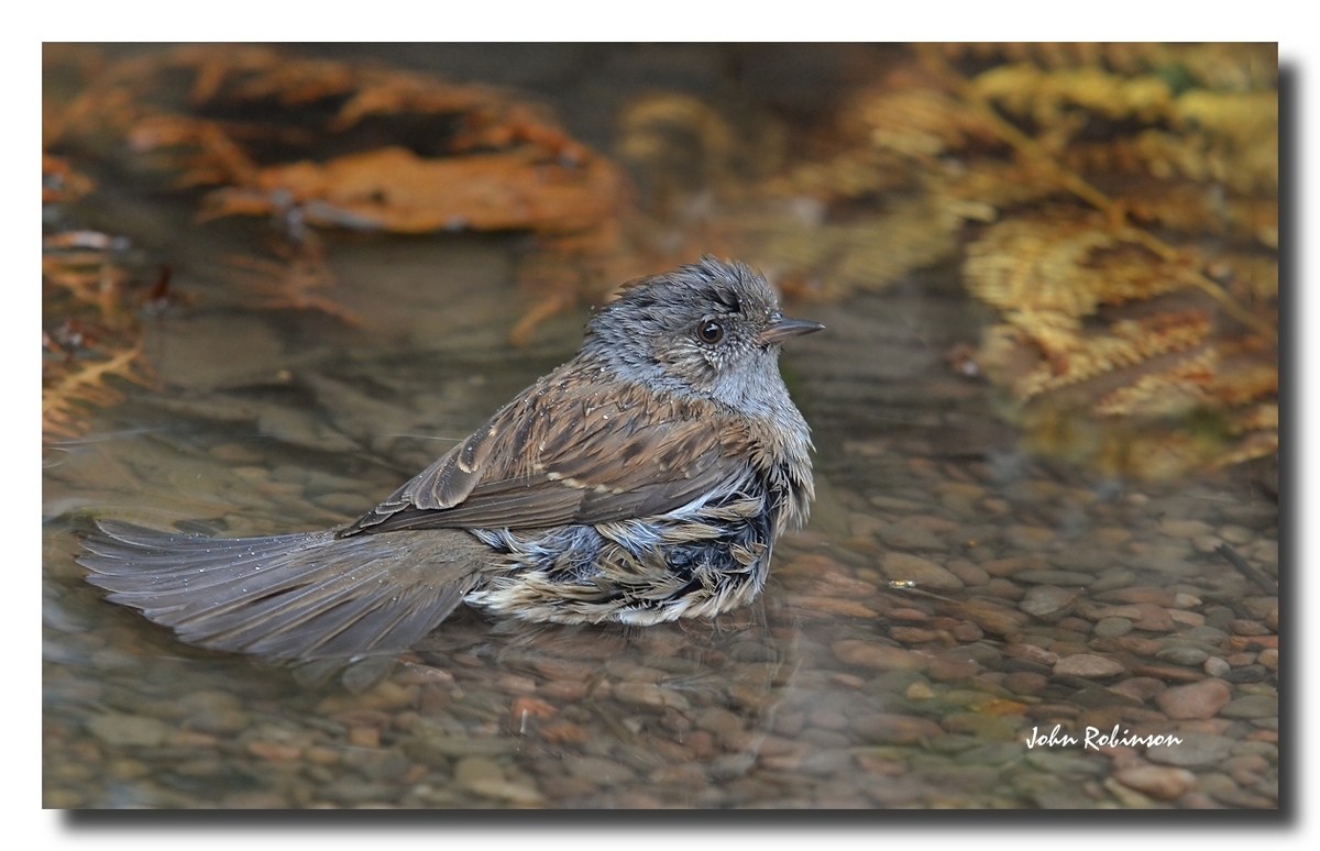 Dunnock