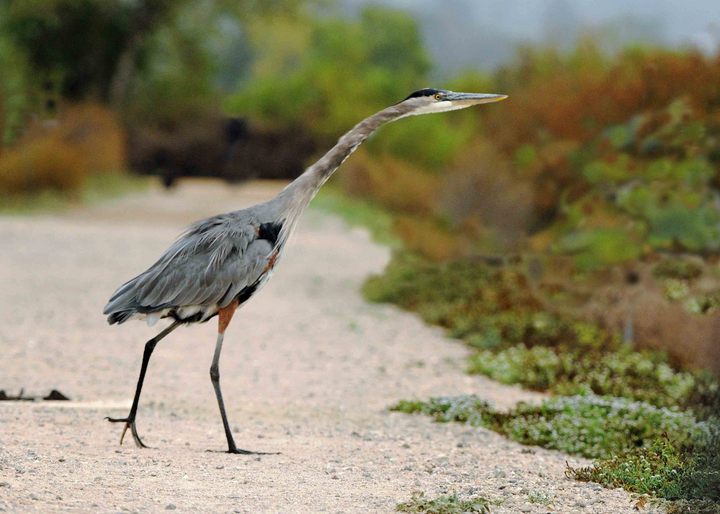 Great Blue Heron