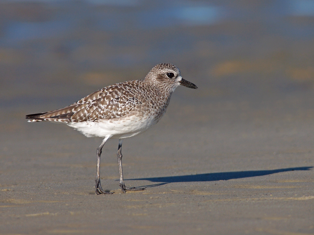 Black Bellied Plover
