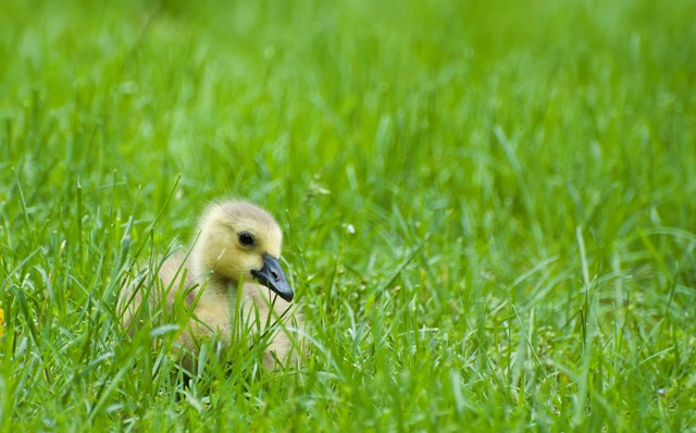 In the grass...