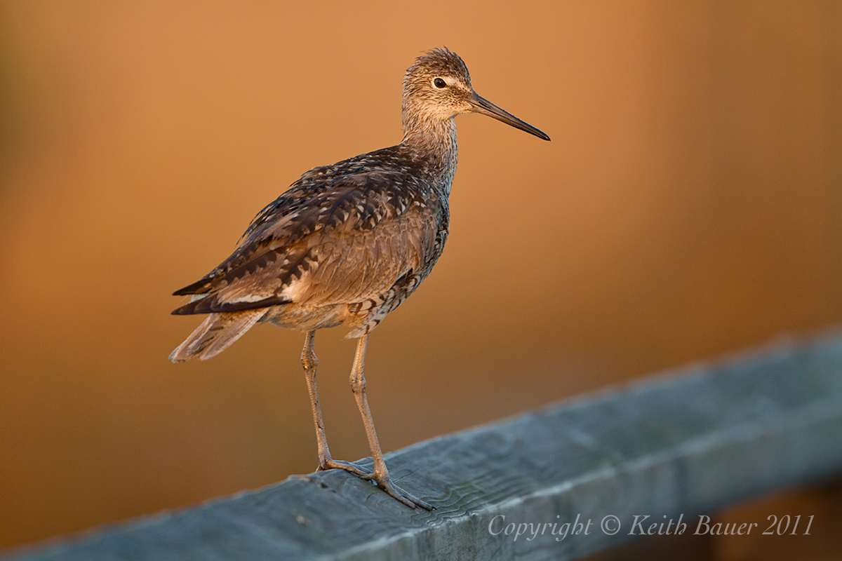 Willet