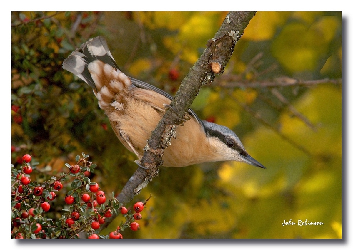 Autumn Nuthatch