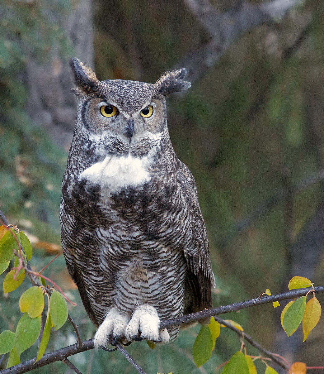 Great Horned Owl