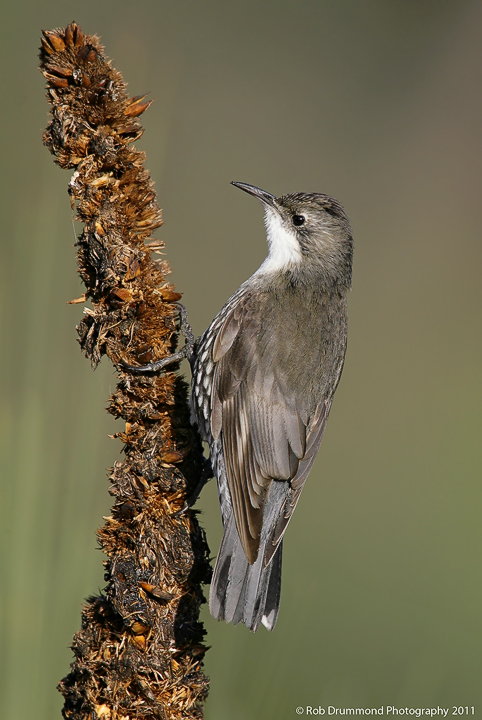 Treecreeper