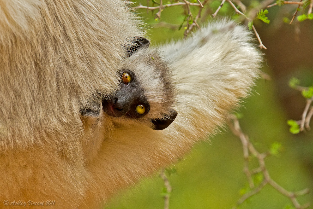 Curiosity